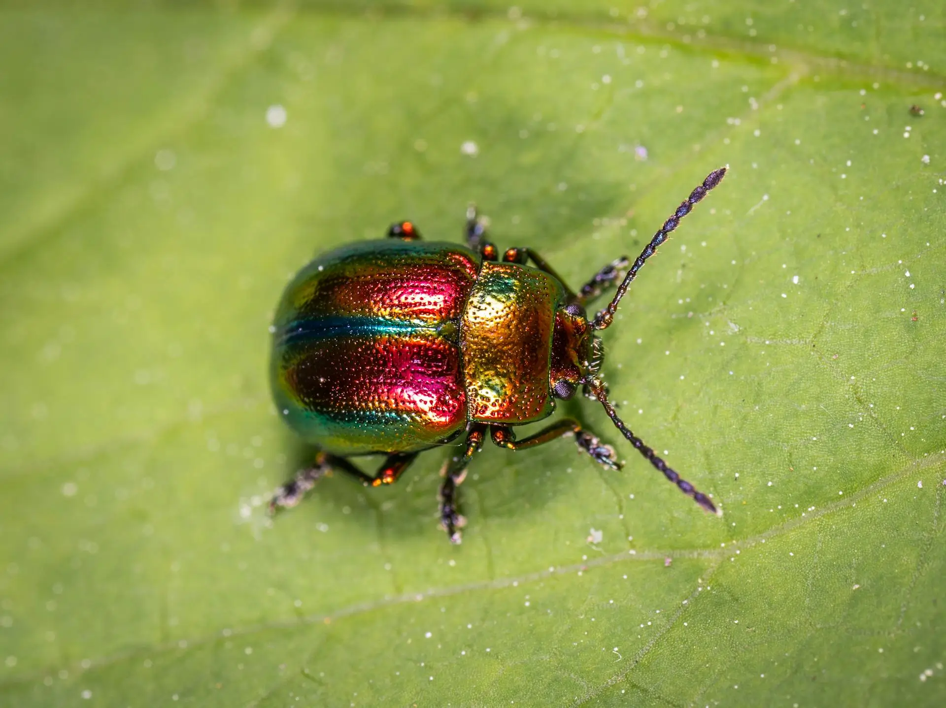 Kaviapps-wordpress-bug-fixing-main-banner A close-up of a metallic rainbow-colored beetle on a green leaf. The beetles iridescent shell displays hues of green, red, and gold. It has long antennae and small legs, and the leaf surface shows subtle veins and texture.